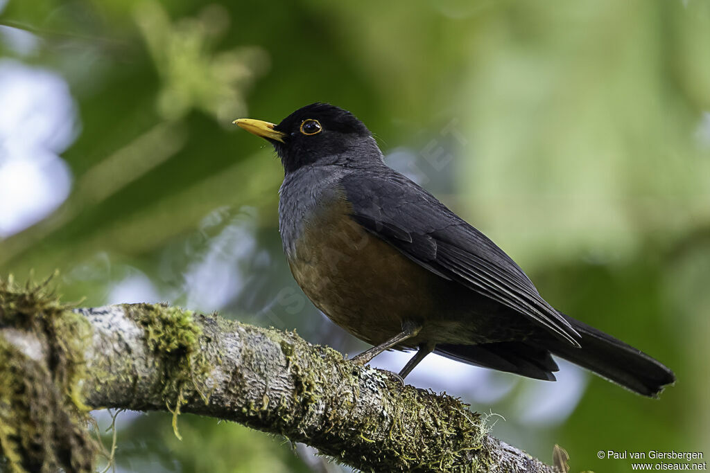 Chestnut-bellied Thrushadult