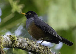 Chestnut-bellied Thrush