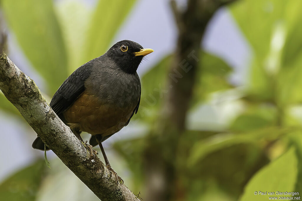 Chestnut-bellied Thrushadult