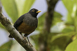 Chestnut-bellied Thrush