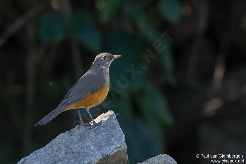 Rufous-bellied Thrush