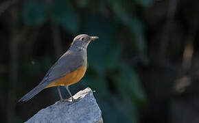 Rufous-bellied Thrush