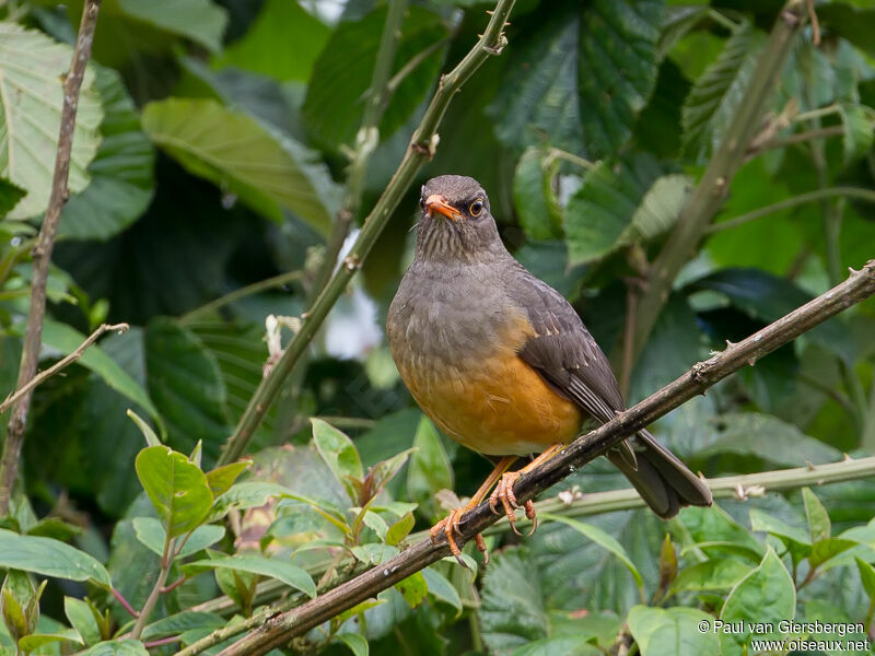 Abyssinian Thrush