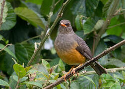 Abyssinian Thrush