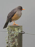 Abyssinian Thrush