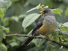 Abyssinian Thrush