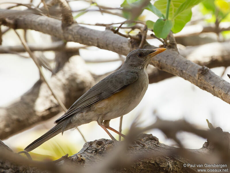 African Thrush