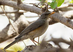 African Thrush