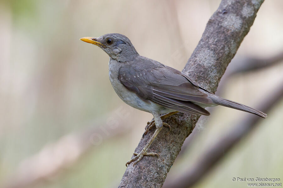 African Thrush