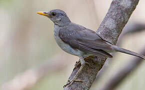 African Thrush