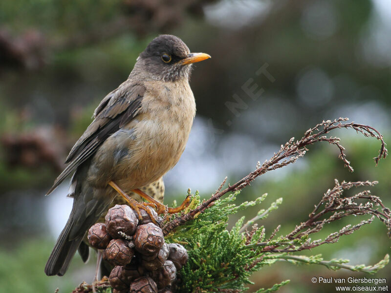 Austral Thrush