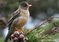 Austral Thrush