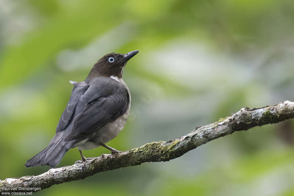 Merle aux yeux blancsadulte, identification