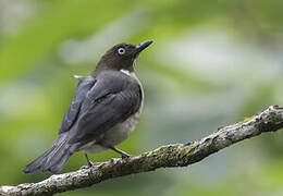 White-eyed Thrush