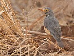 Bare-eyed Thrush