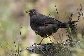 Chiguanco Thrush