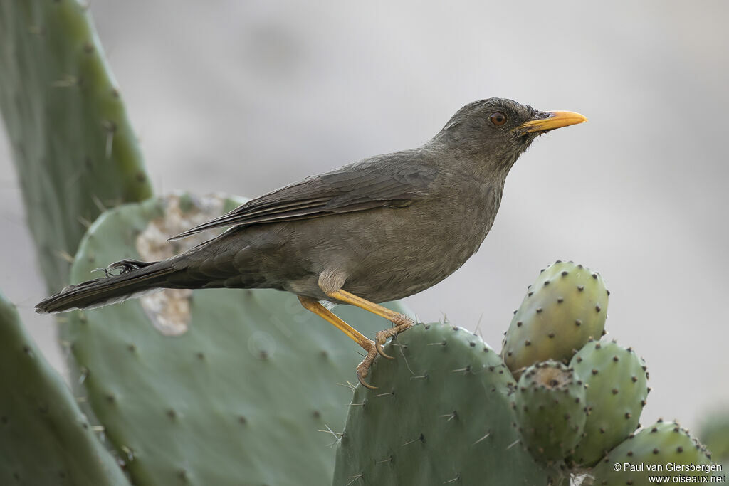 Merle chiguancoadulte