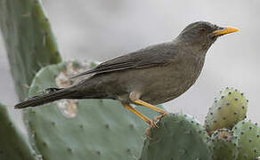 Chiguanco Thrush