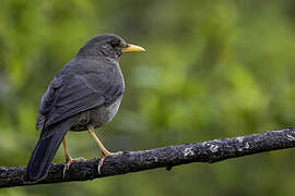 Chiguanco Thrush