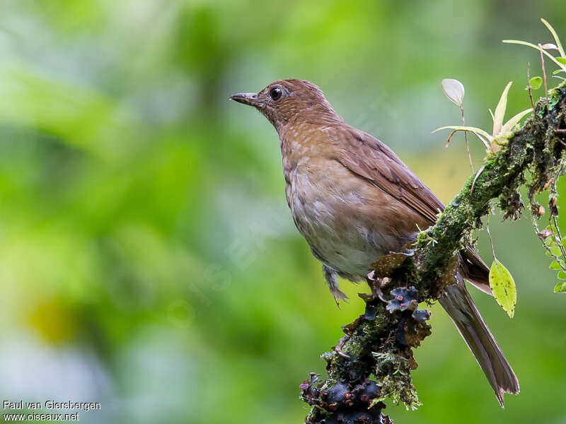 Pale-vented Thrushadult, identification