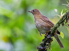 Pale-vented Thrush