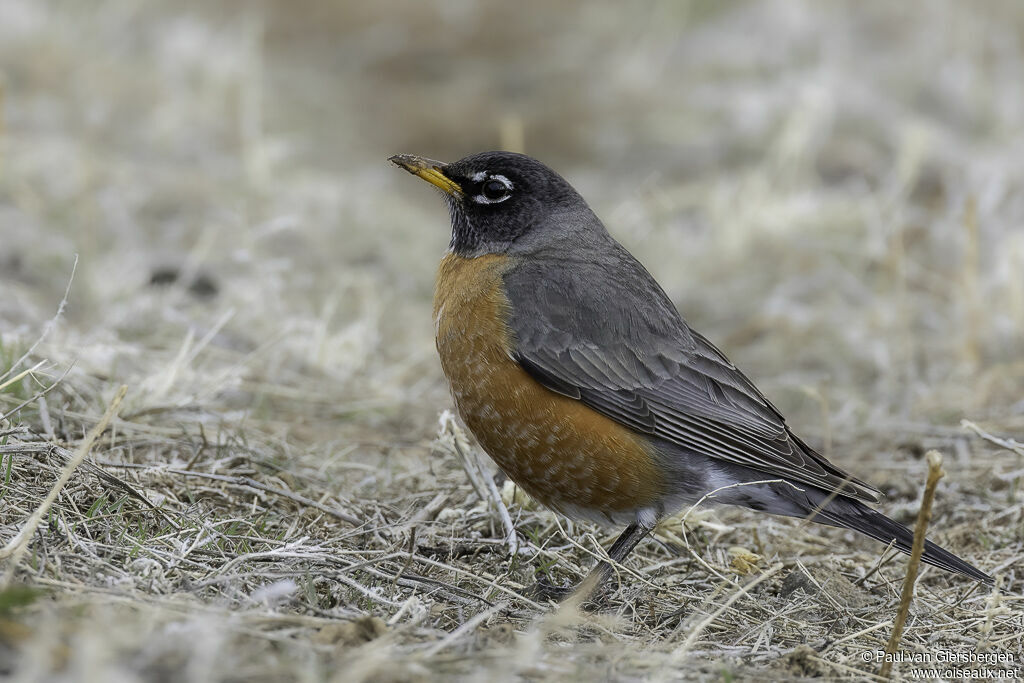 American Robinadult