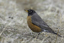 American Robin