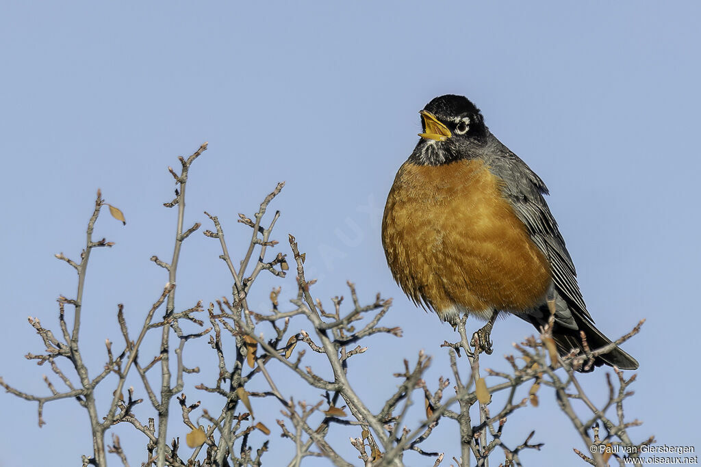 American Robinadult