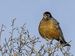 American Robin