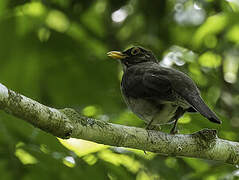 Lawrence's Thrush