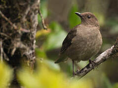 Mountain Thrush