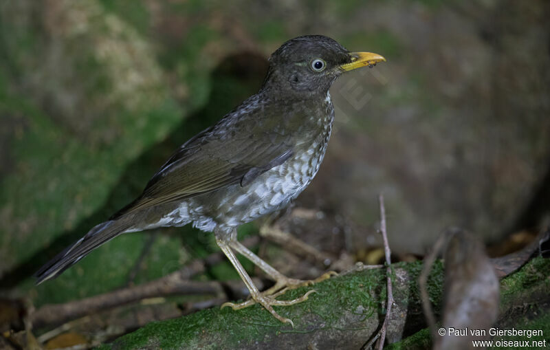 Principe Thrush