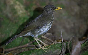 Principe Thrush