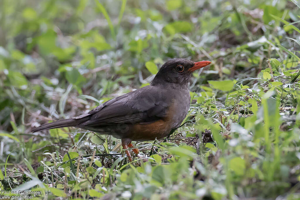 Usambara Thrushadult, identification