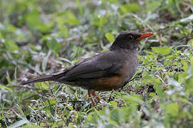 Usambara Thrush