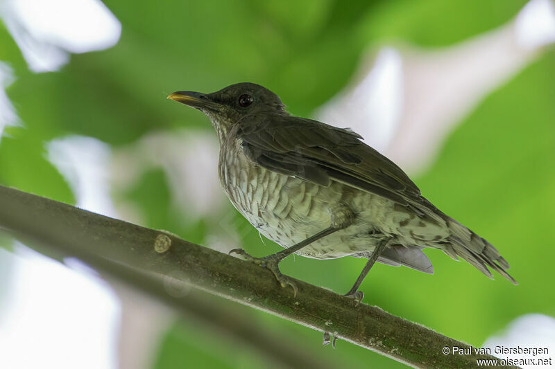 Sao Tome Thrush