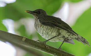 Sao Tome Thrush