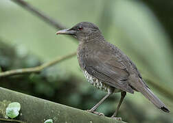 Sao Tome Thrush