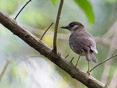 Comoros Thrush