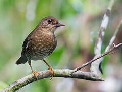 Comoros Thrush