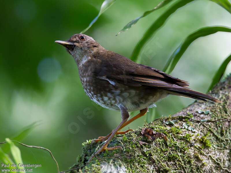 Merle des Comoresadulte, identification