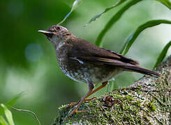 Comoros Thrush