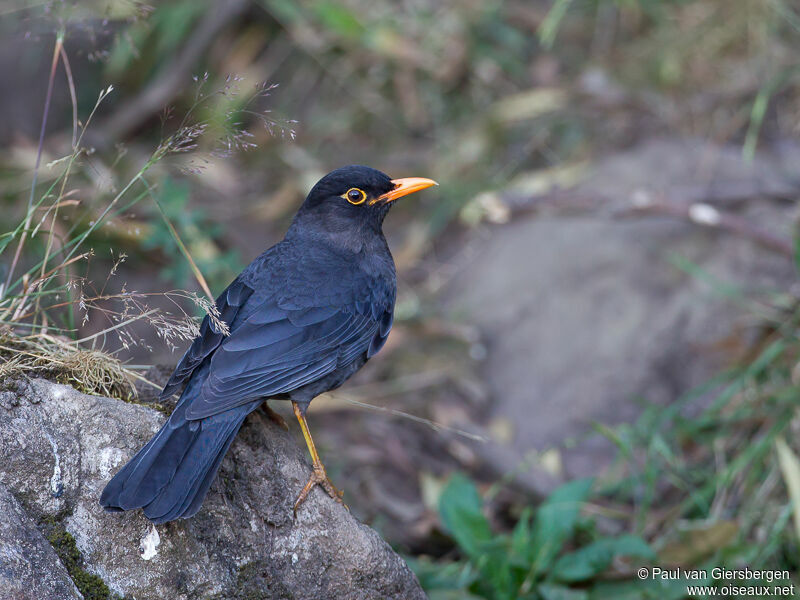 Indian Blackbird