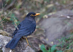 Indian Blackbird