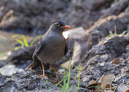 Indian Blackbird