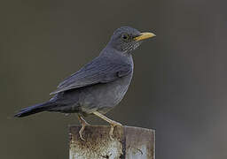 Karoo Thrush