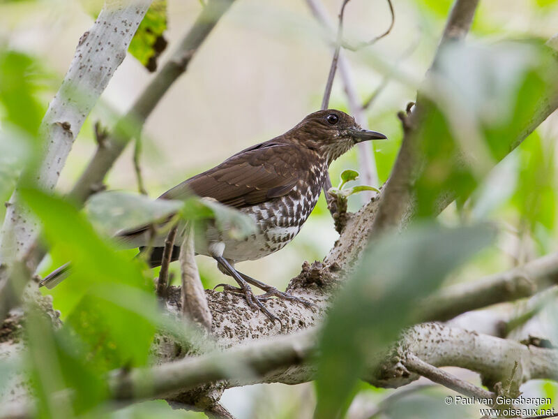 Maranon Thrush