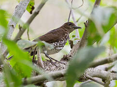 Maranon Thrush