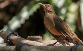 Clay-colored Thrush