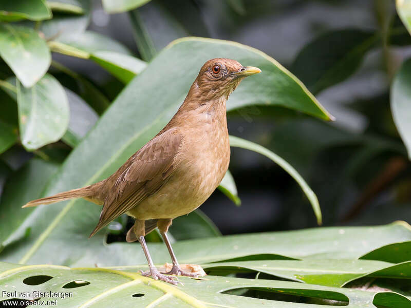 Merle fauveadulte, identification